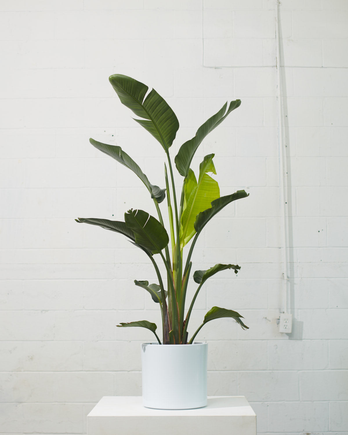 White Bird of Paradise: Strelitzia nicolai - 12 inch pot - 4.5-5 foot tall