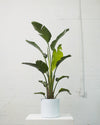 BIRD OF PARADISE' (STRELITZIA NICOLAI) 12 Inch. Grower Pot (5'-5.5' tall)