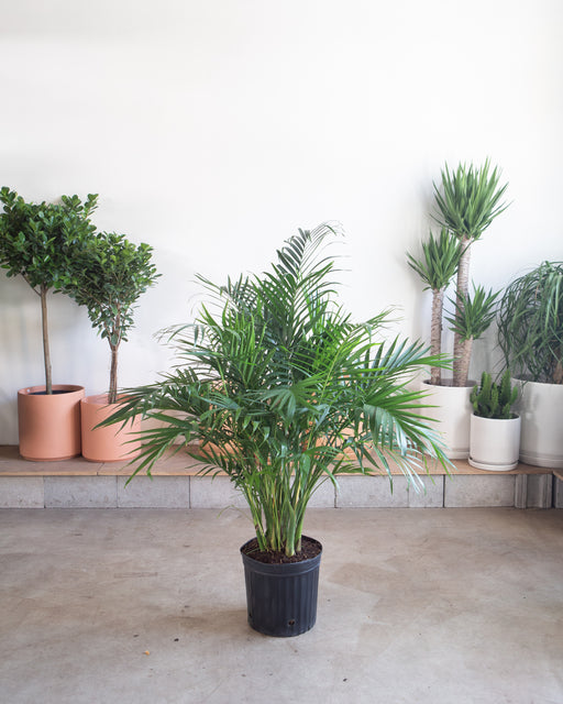 Cat Palm: Chamaedorea cataractarum - 12 inch pot - 5-6 foot tall