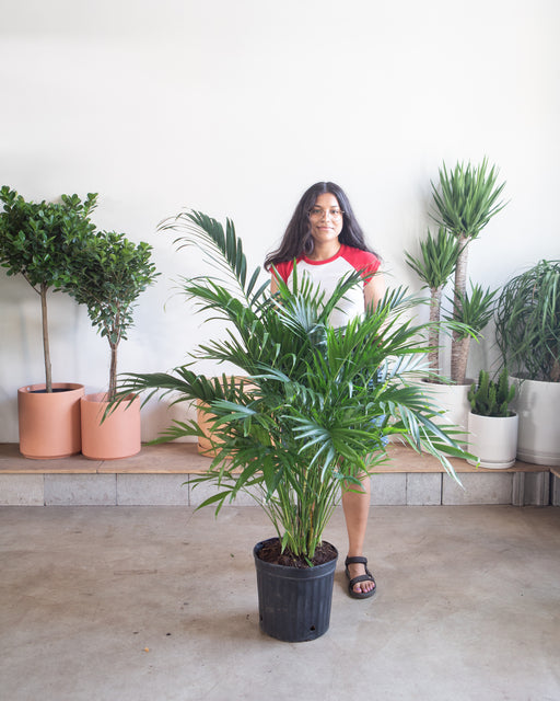 Cat Palm: Chamaedorea cataractarum - 12 inch pot - 5-6 foot tall