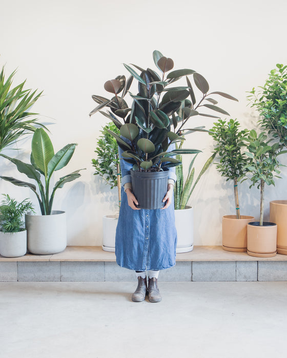 RUBBER PLANT 'FICUS ELASTICA BURGUNDY' 12" Grower Pot (4' Tall)