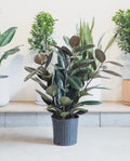 Burgundy Rubber Bush: Ficus elastica - 12 inch pot - 3-4 foot tall