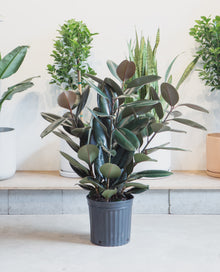  RUBBER PLANT 'FICUS ELASTICA BURGUNDY' 12" Grower Pot (4' Tall)