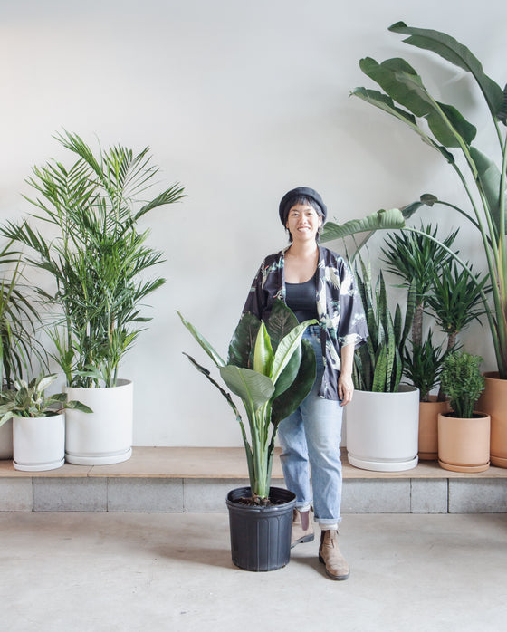 SPATHIPHYLLUM 'PEACE LILY' 12" Grower Pot