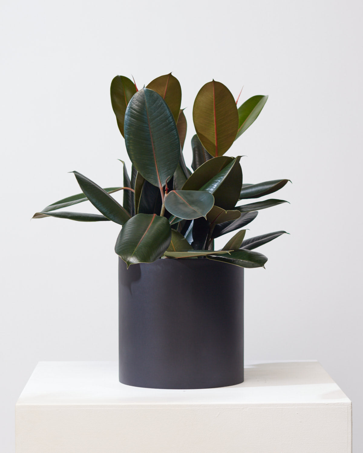 COMMON HOUSE - BLACK CYLINDER PLANTER - Medium 12 Inch