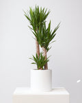 COMMON HOUSE - WHITE CYLINDER PLANTER - Medium 12 Inch