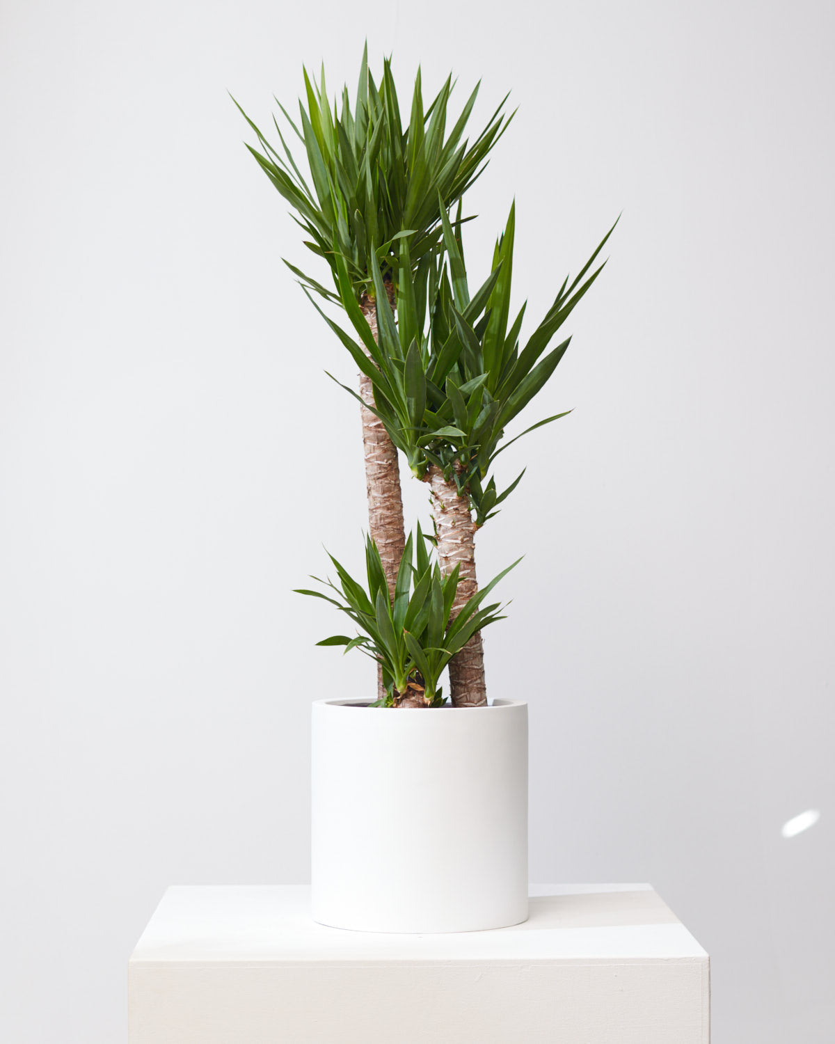 COMMON HOUSE - WHITE CYLINDER PLANTER - Medium 12 Inch