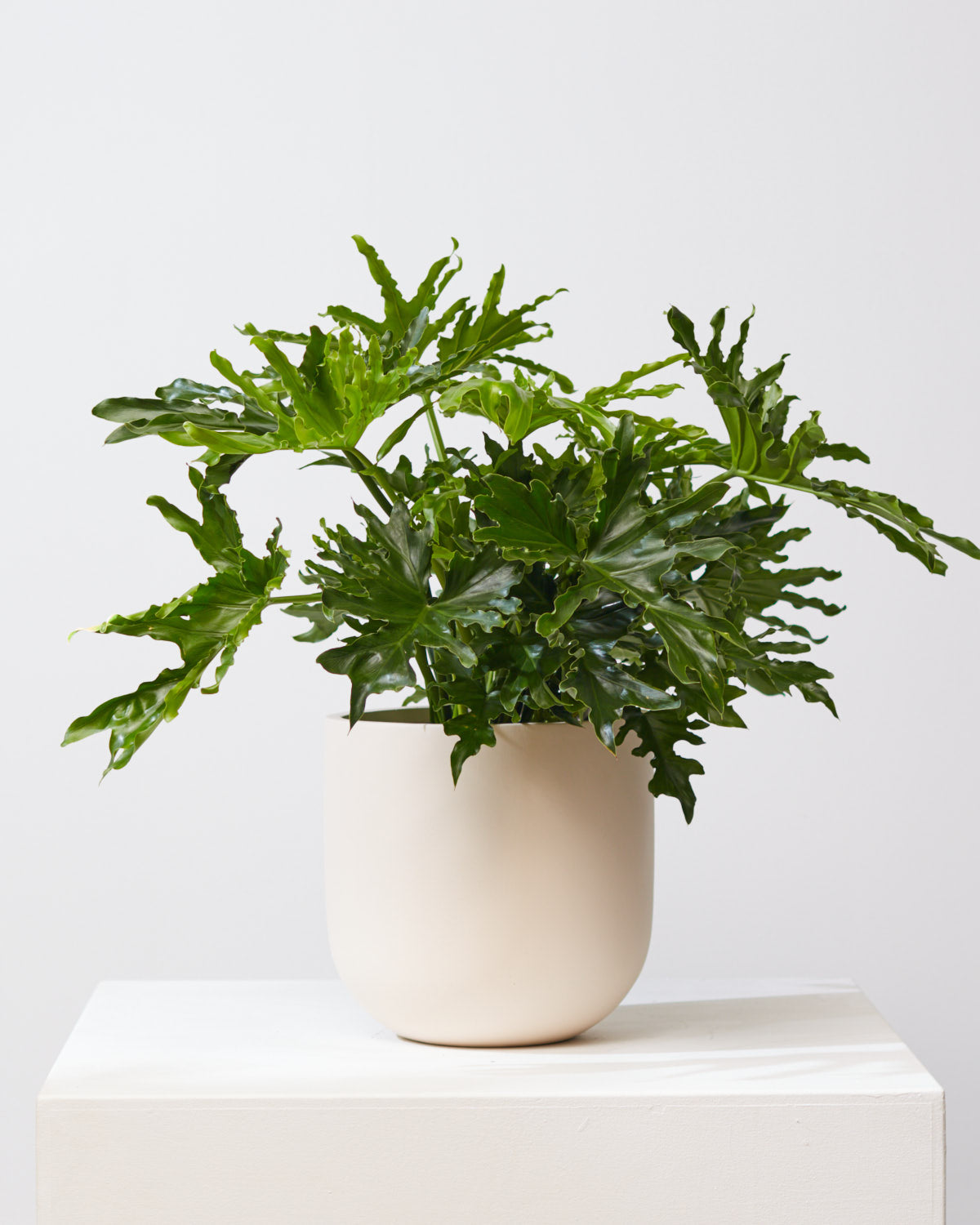 COMMON HOUSE - TAN PLANTER - Medium 12 Inch