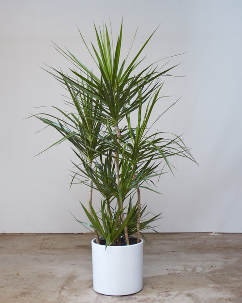 Staggered Dragon Tree: Dracaena marginata - 12 inch pot - 5-5.5 foot tall