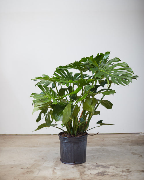 Swiss Cheese Plant: Monstera deliciosa - 12 inch pot - 2-3 foot tall