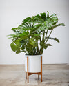 MONSTERA 12" Grower Pot