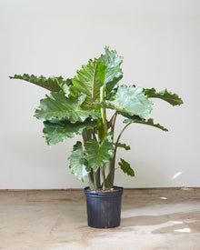  ALOCASIA 'PORTORA' 12" Grower Pot