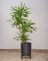 DRACAENA RIKKI CANE 12" Grower Pot