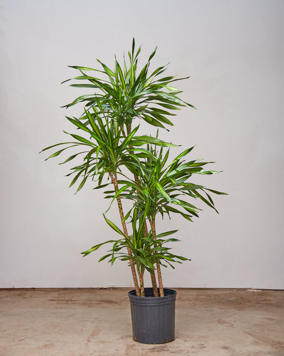 DRACAENA RIKKI CANE 12" Grower Pot