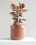 Doric Planter | 10-12 inch Nursery Pot