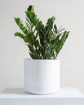 Cylindrico Planter | 10 inch Nursery Pot