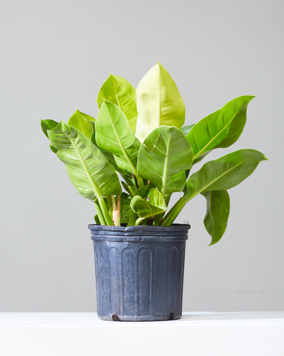 PHILODENDRON 'MOONLIGHT' 10" Grower Pot