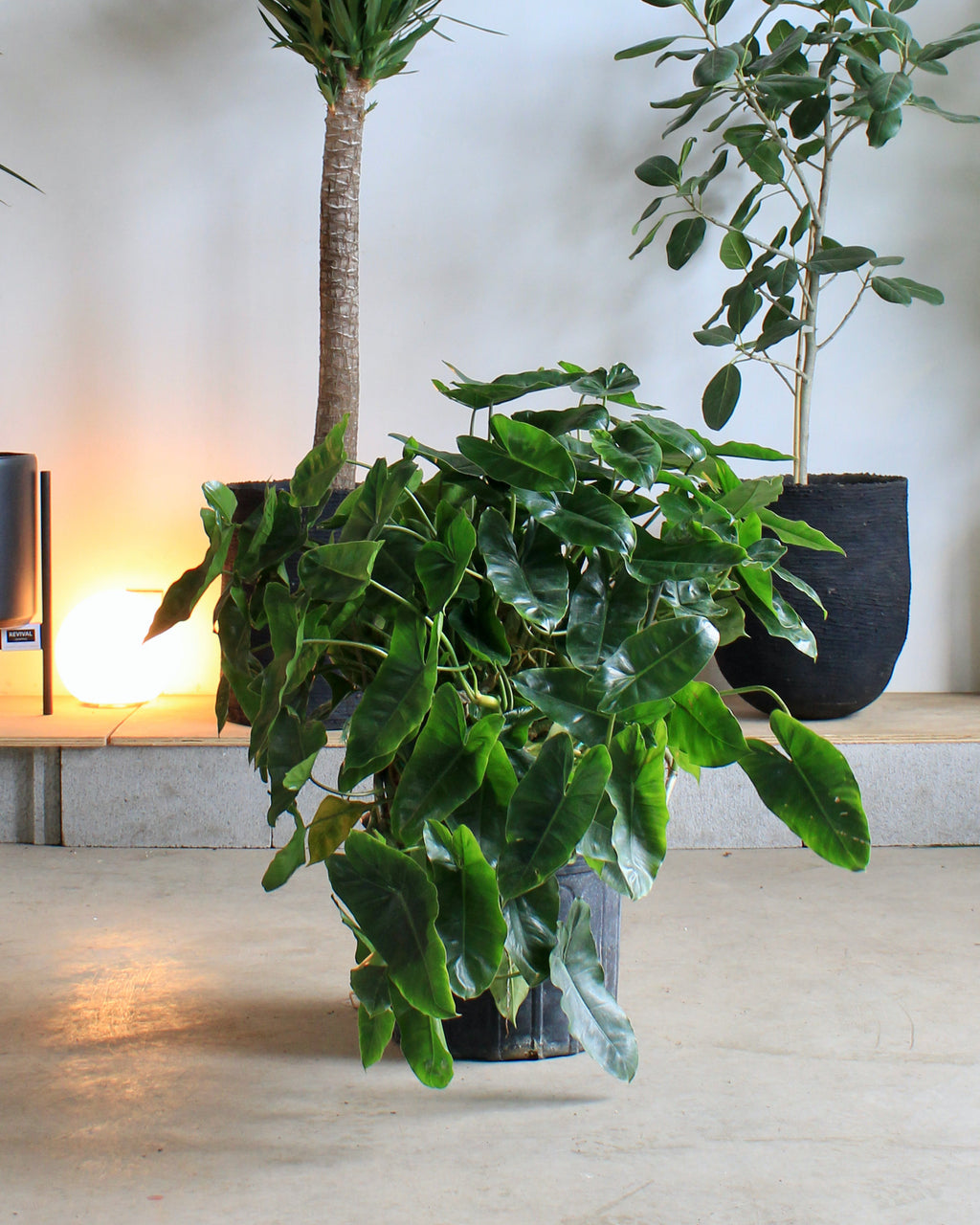 philodendron burle amazone PHILODENDRON 'BURLE MARX' 14 Inch. Grower Pot – Dynasty Plants