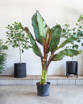 BANANA PLANT 'RED ABSYNNIAN' 14 Inch. Grower Pot (6.5' tall)