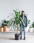 Dracaena Tree: Dracaena arborea - 14 inch pot - 4-6 foot tall
