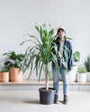 DRACAENA ARBOREA 14 " Grower Pot (5.5'-6' tall)