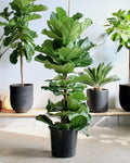 FIDDLE-LEAF FIG (FICUS LYRATA COLUMN) 14 Inch. Grower Pot (5-6' tall)