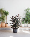 RUBBER PLANT 'FICUS ELASTICA BURGUNDY' 14 Inch. Grower Pot (4-5' tall)