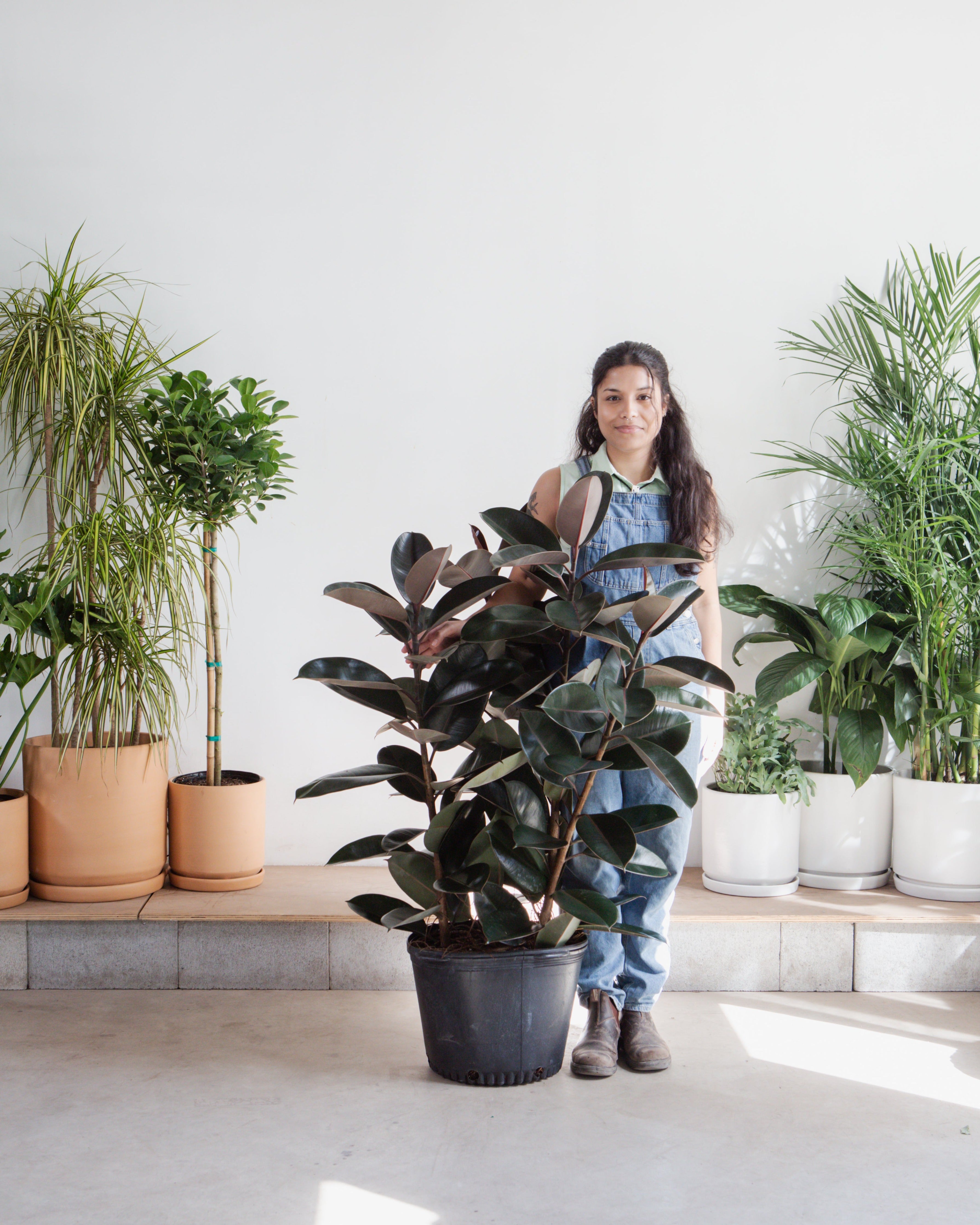 Burgundy Rubber Bush: Ficus elastica - 14 inch pot - 4 foot tall