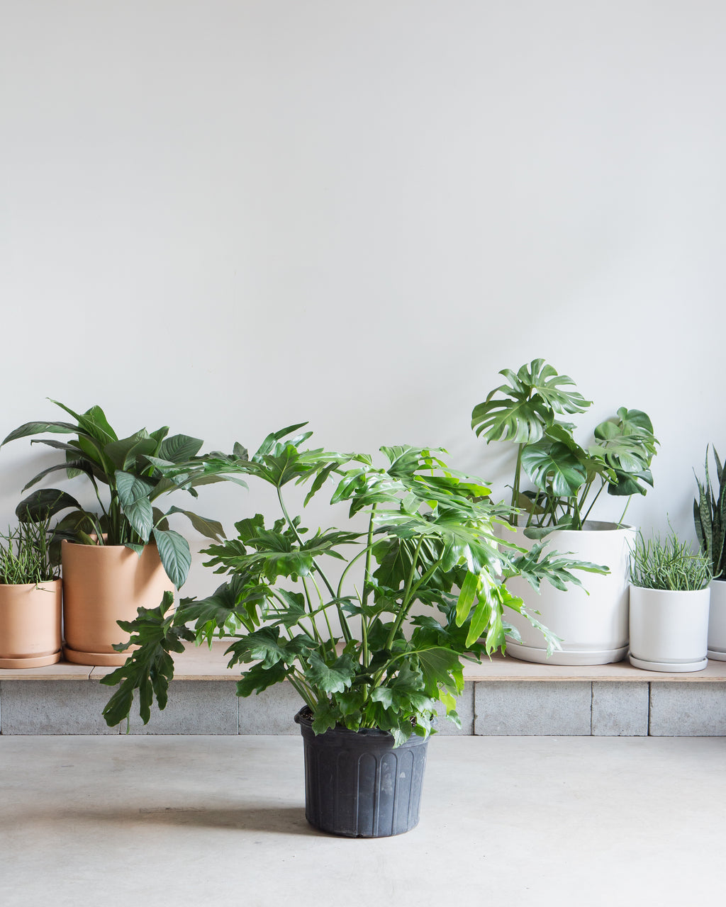decorumplantsflowers philodendron Hope Selloum: Philodendron bipinnatifidum - 14 inch pot