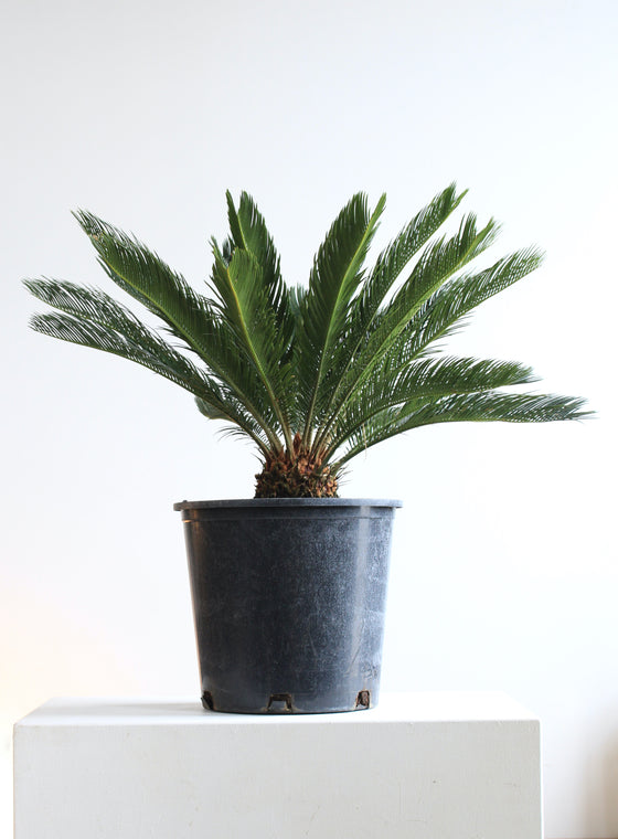 SAGO PALM 14 " Grower Pot