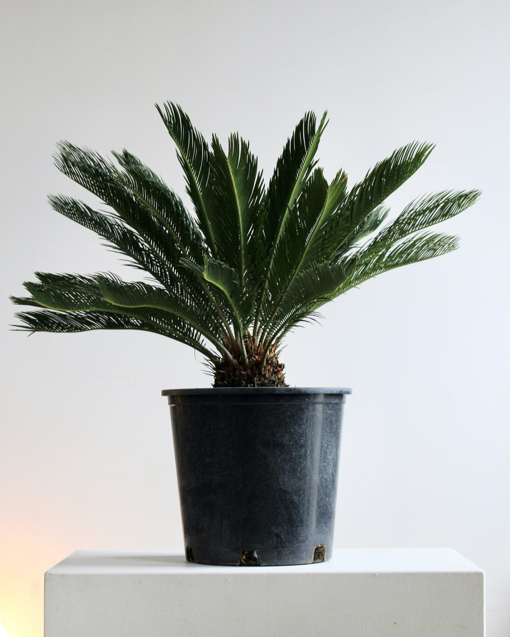 Sago Palm: Cycas revoluta - 14 inch pot - 2-3 foot tall
