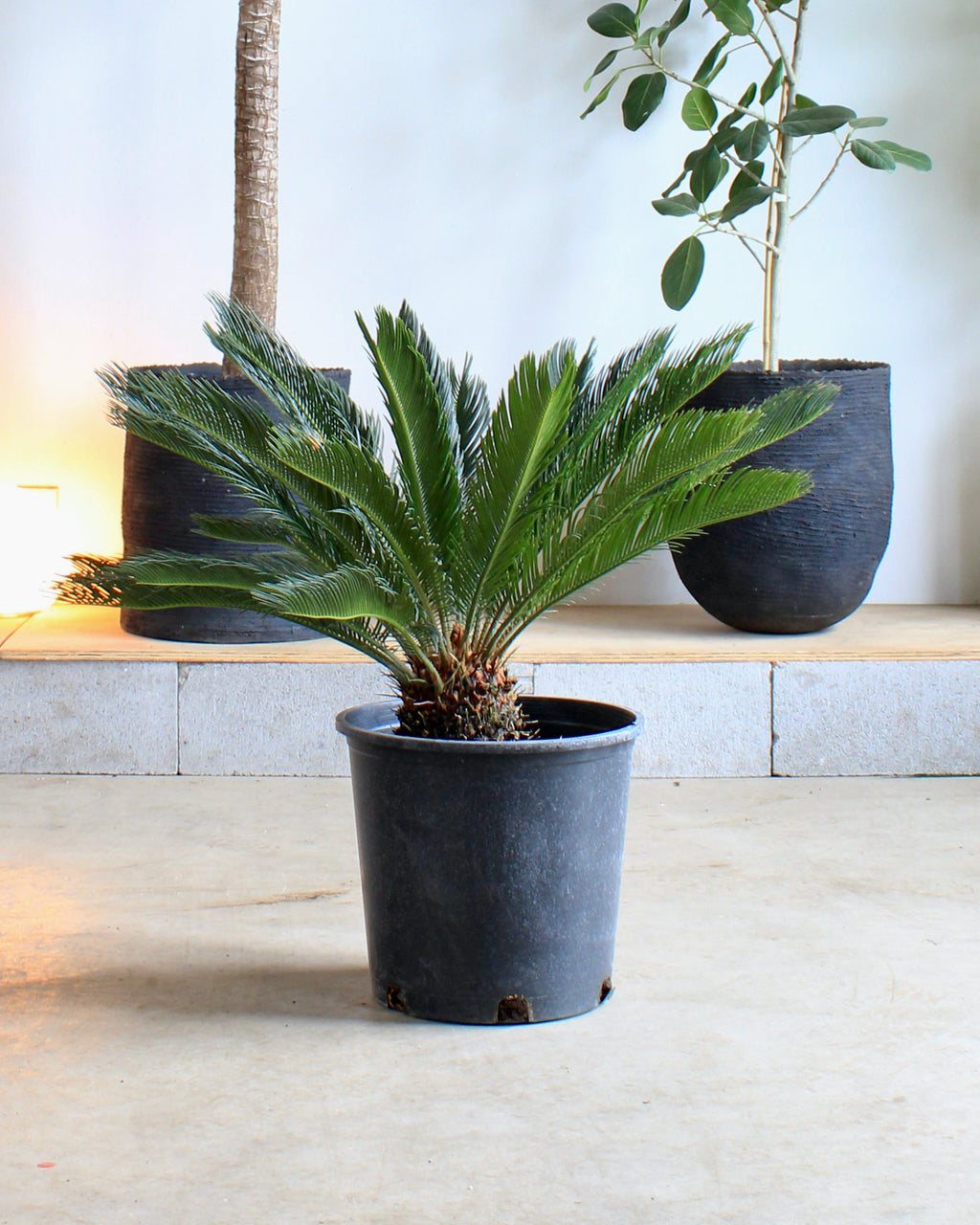 Sago Palm: Cycas revoluta - 14 inch pot - 2-3 foot tall