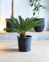 SAGO PALM 14 " Grower Pot