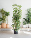 SCHEFFLERA ARBORICOLA COLUMN VARIEGATED 14 INCH. Grower Pot (7'3 tall)