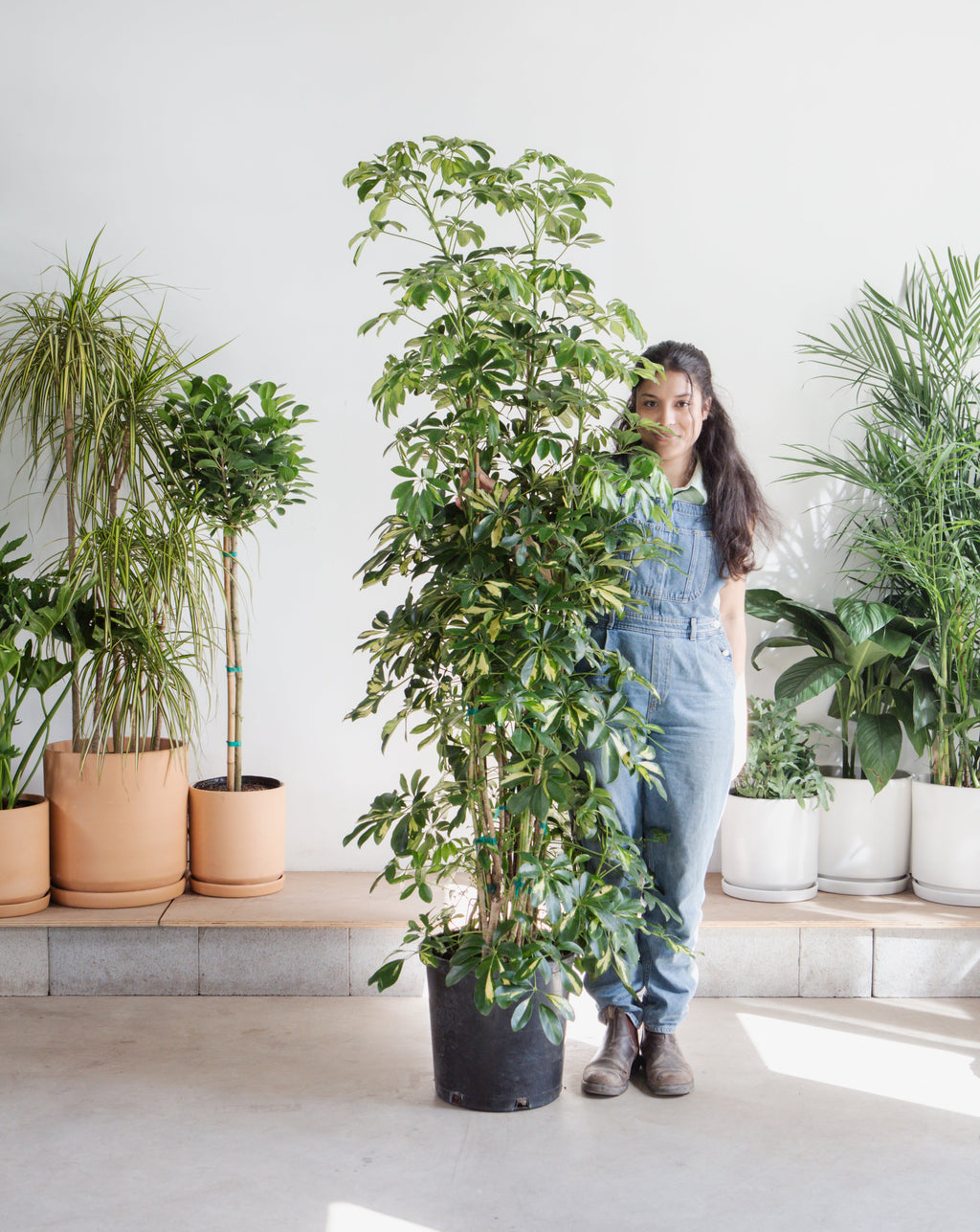 SCHEFFLERA ARBORICOLA COLUMN VARIEGATED 14 INCH. Grower Pot (7'3 tall)