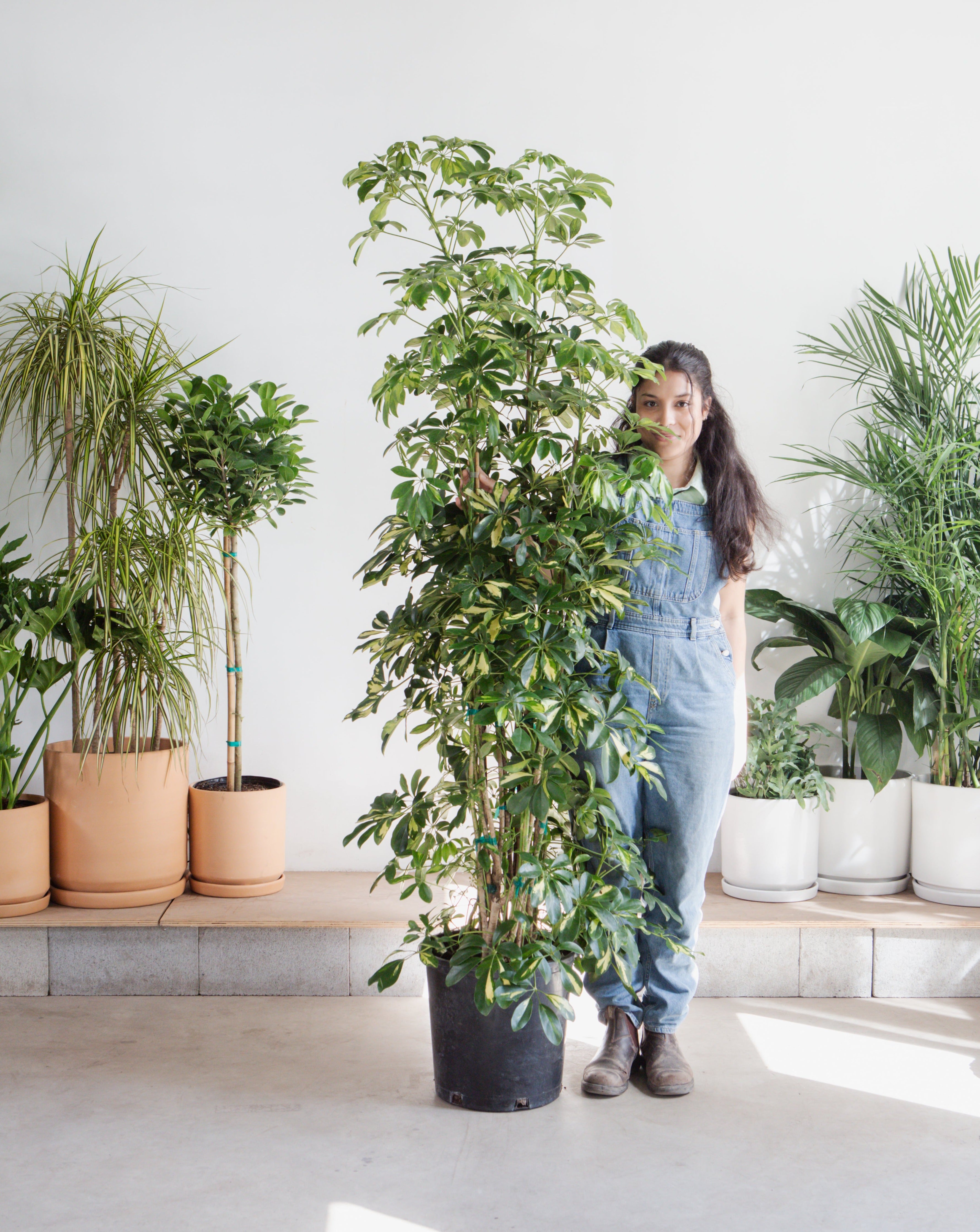 SCHEFFLERA ARBORICOLA COLUMN VARIEGATED 14 INCH. Grower Pot (7'3 tall)