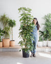 SCHEFFLERA ARBORICOLA COLUMN VARIEGATED 14 INCH. Grower Pot (7'3 tall)