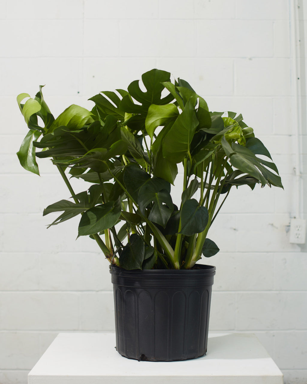 Swiss Cheese Plant: Monstera deliciosa - 14 inch pot - 3-4 foot tall