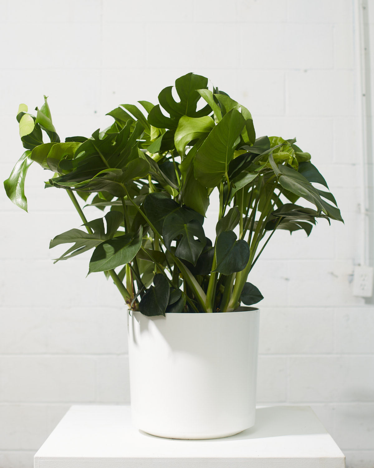 Swiss Cheese Plant: Monstera deliciosa - 14 inch pot - 3-4 foot