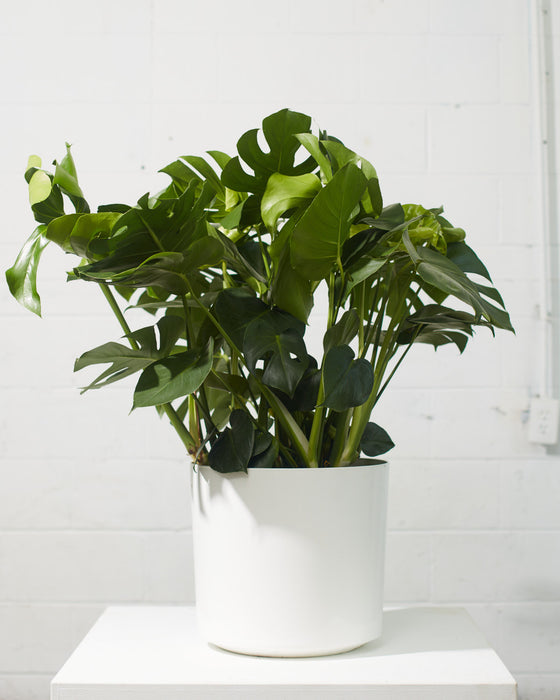 MONSTERA 14 Inch. Grower Pot