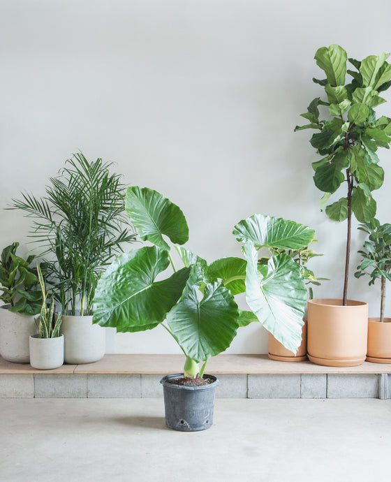 ALOCASIA 'CALIDORA' 14 " Grower Pot (5-6' tall)