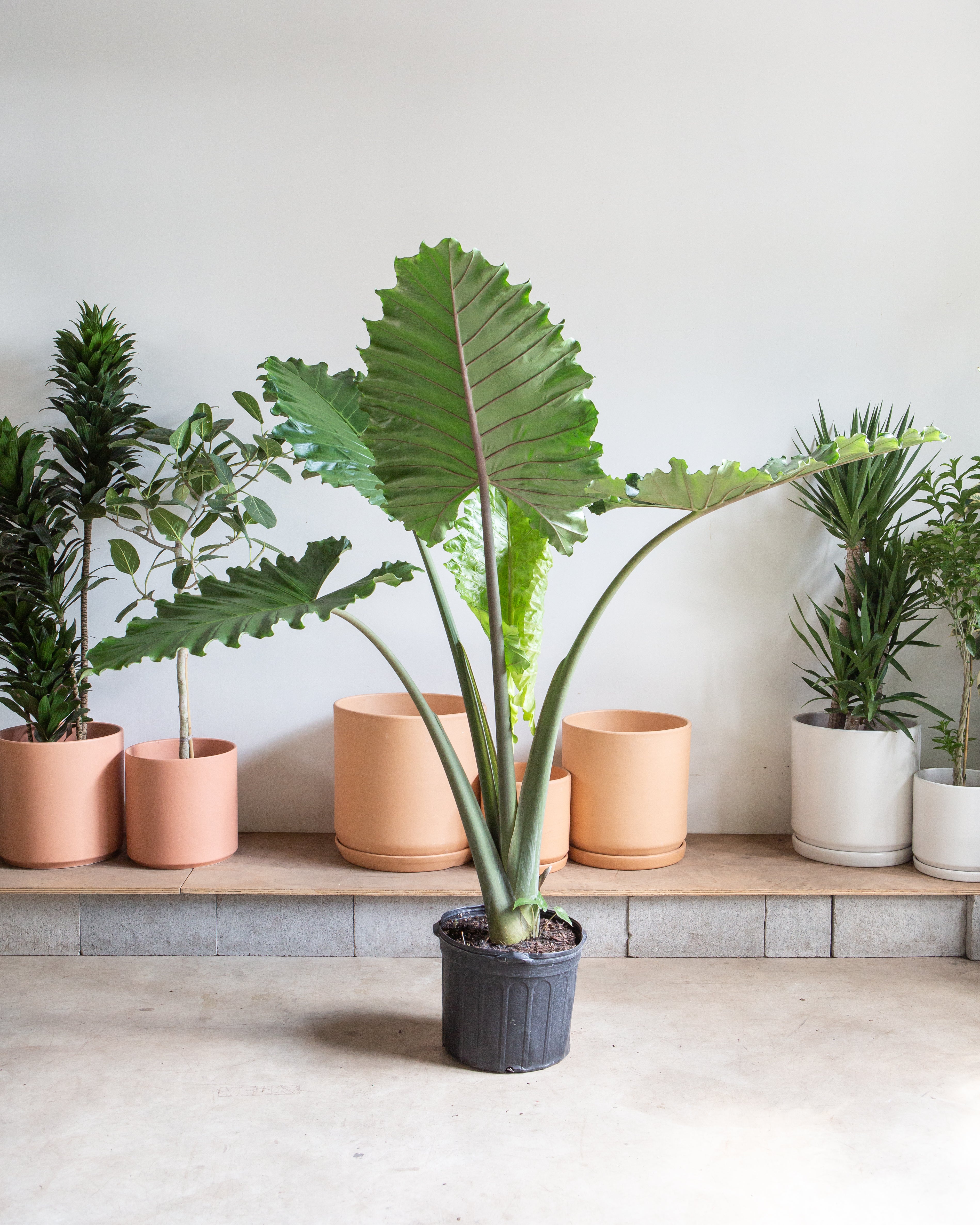 ALOCASIA 'PORTORA' 14 Inch. Grower Pot (4-5' tall) – Dynasty