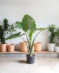 ALOCASIA 'PORTORA' 14 Inch. Grower Pot (4-5' tall)