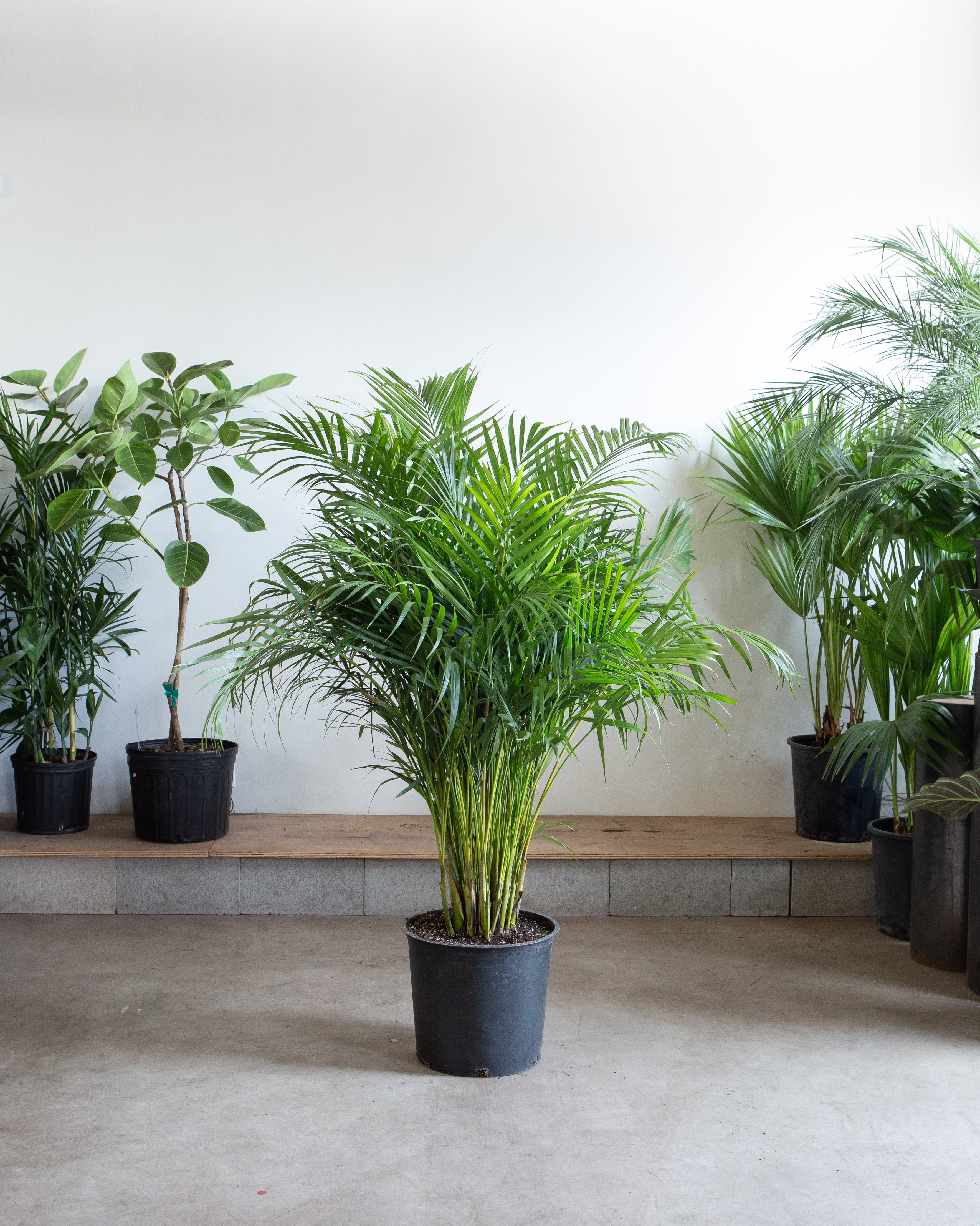 Areca Palm: Dypsis lutescens - 14 inch pot - 6+ foot tall