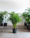 ARECA PALM 14 Inch. Grower Pot