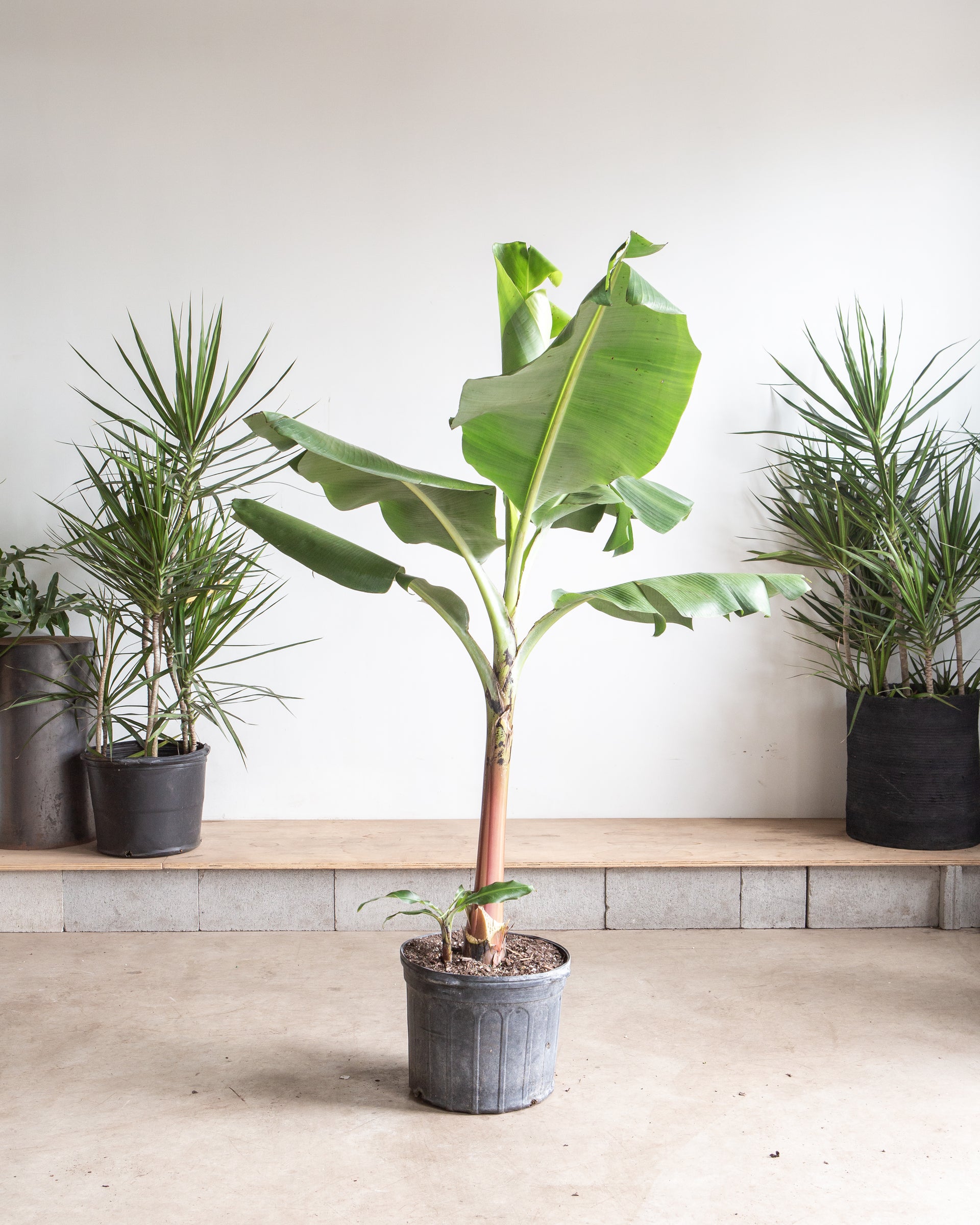 musa banana plant indoors BANANA PLANT MUSA 14 Inch. Grower Pot (5' tall) – Dynasty Plants