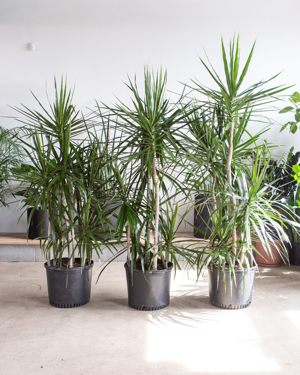 Staggered Dragon Tree: Dracaena marginata - 14 inch pot - 5.5-6 foot tall