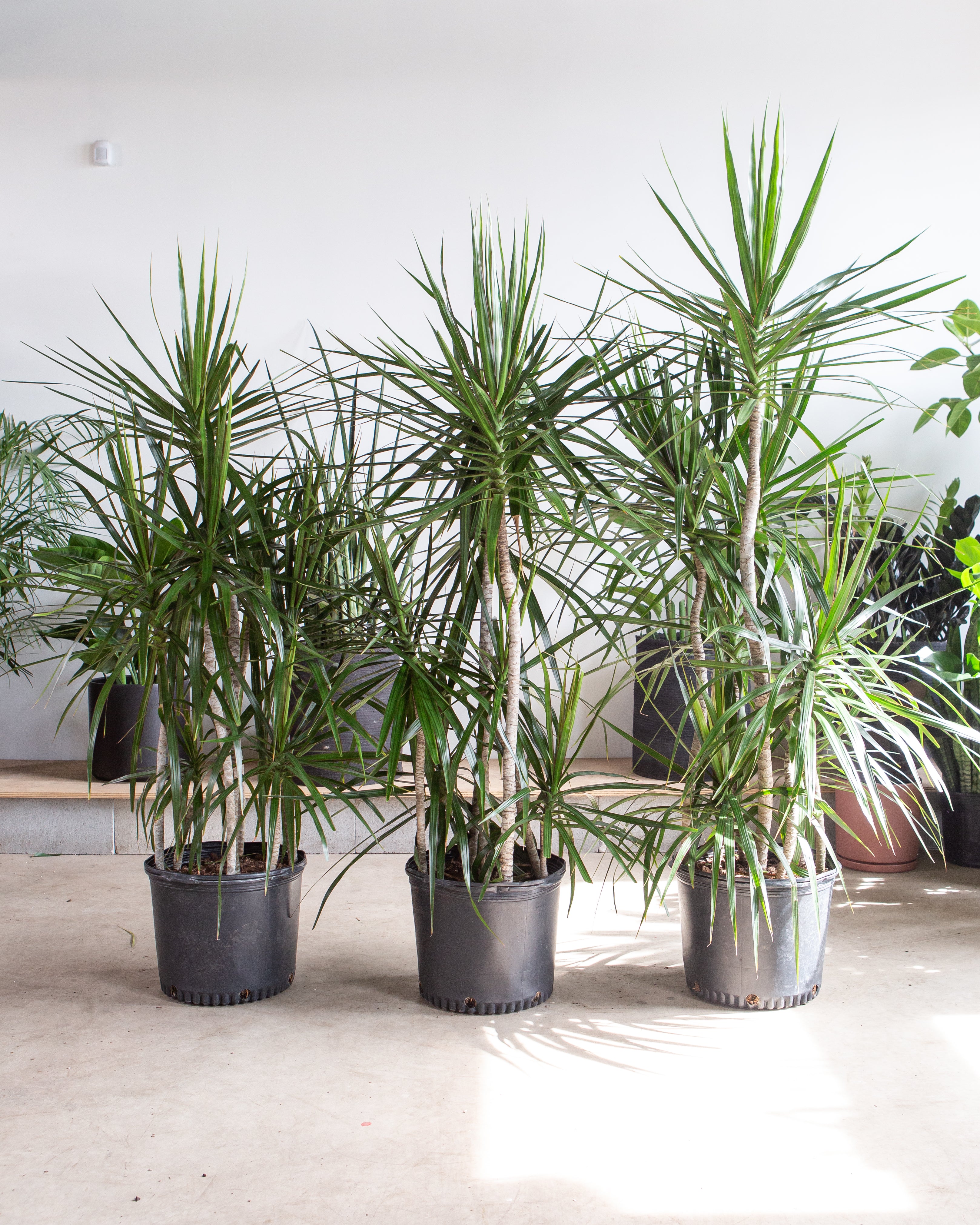 Staggered Dragon Tree: Dracaena marginata - 14 inch pot - 5.5-6 foot tall