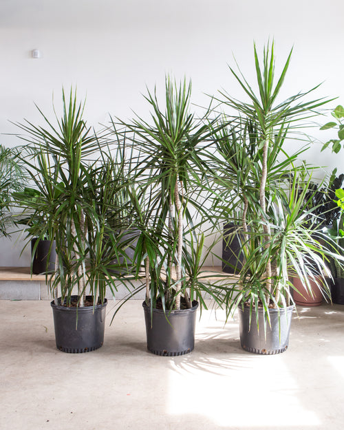 Staggered Dragon Tree: Dracaena marginata - 14 inch pot - 5.5-6 foot tall