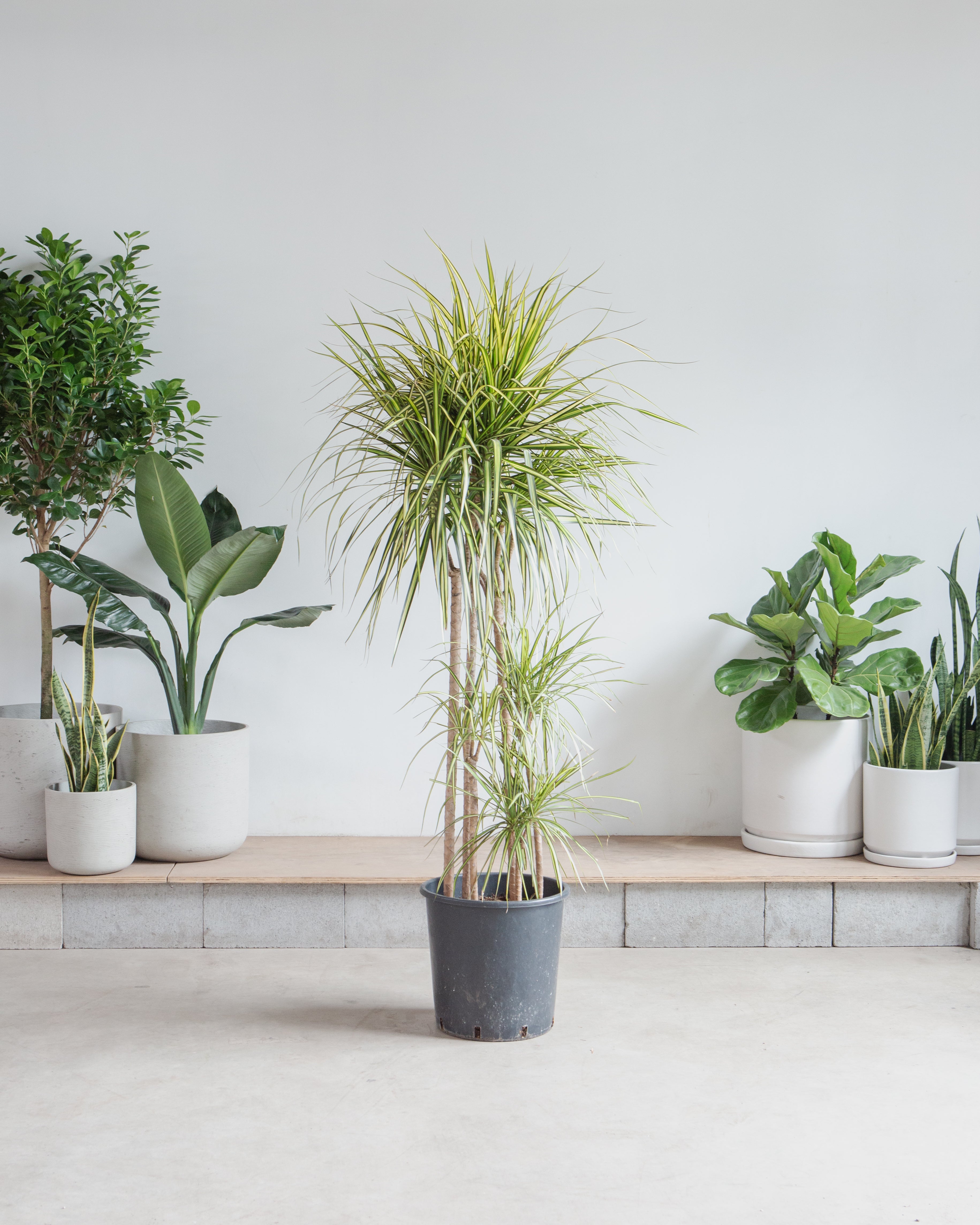 Kiwi Staggered Dragon Tree: Dracaena marginata - 14 inch pot - 6